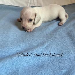 Levi - ee cream short hair - Cream male Dachshund puppy in East Dover, Vermont from Audet’s Mini Dachshunds