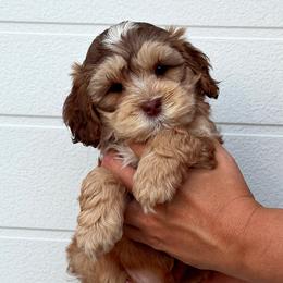 Vinnie - Cream male Australian Labradoodle puppy in Harrisonville, Missouri from Blessed Day Doodles