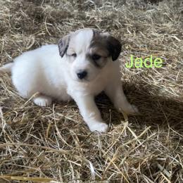 Jade - White and badger female Great Pyrenees puppy in Coxs Mills, West Virginia from Bailey Family Farm