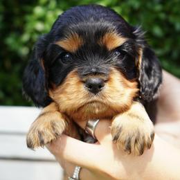 Otto - Black and tan male Cavalier King Charles Spaniel puppy in Lula, Georgia from Cavaliers by Crumley