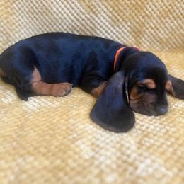 Basset Hound Puppies from Hudson's Hounds