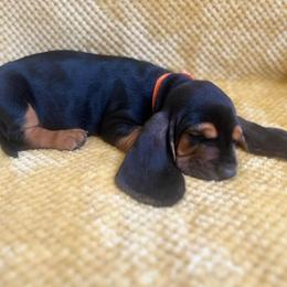Basset Hound Puppies from Hudson's Hounds