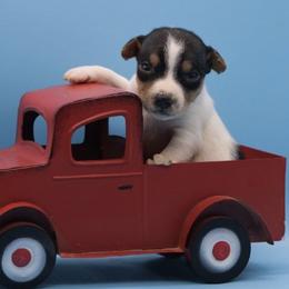 Mac - male Parson Russell Terrier puppy in Menifee, California from Wendover Terriers