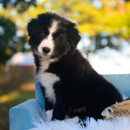 Gypsy - Black and white female Border Collie puppy in Conway, Missouri from 2J 2K Border Collies | Maremma Sheepdogs