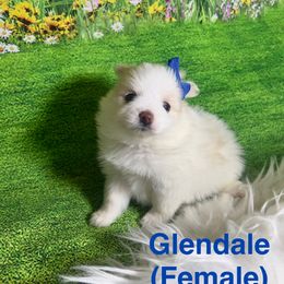 Glendale - Cream parti female Pomeranian puppy in Bakersfield, Santa Clarita, California from LT_Poms