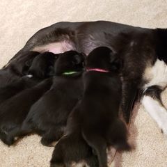 Lapponian Herder Puppies from Kaunis Joki Kennels