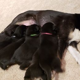 Lapponian Herder Puppies from Kaunis Joki Kennels