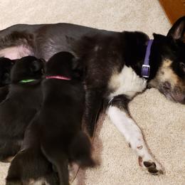Lapponian Herder Puppies from Kaunis Joki Kennels