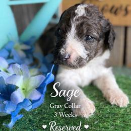 Sage-Gray collar - Merle male Saint Berdoodle puppy in Paw Paw, Michigan from ProAct Canines