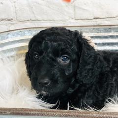 Double Doodle Puppies from North Texas Golden Mountain Doodles