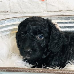 Double Doodle Puppies from North Texas Golden Mountain Doodles