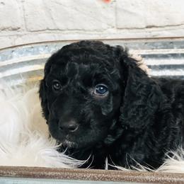 Double Doodle Puppies from North Texas Golden Mountain Doodles