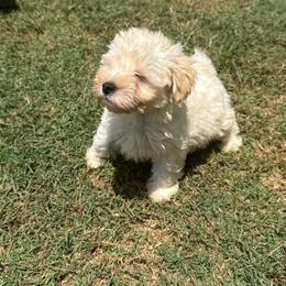 Rosannas red bandana - Wheaten female Miniature Schnauzer puppy in Groesbeck, Texas from Ranch 4M