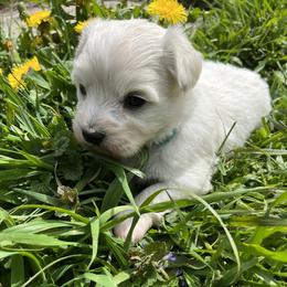 Cannon - White male Coton de Tulear puppy in Rubicon, Wisconsin from Darryl's Cotons de Tulear