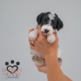 Millie - Parti female Labradoodle puppy in Travelers Rest, South Carolina from Doodles of Love Labradoodles