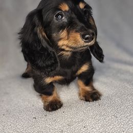 Coraline - Dachshund