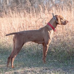 Vizslas from Waymaker Vizslas