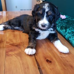 Bernedoodle Puppies from Badlands Bernedoodles