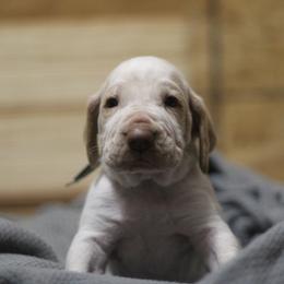 Hank - White and orange male Bracco Italiano puppy in Williamsburg, Virginia from Eastern Breeze