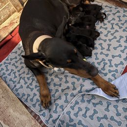Eleanor - Black and rust female Doberman Pinscher puppy in Boyd, Texas from Team Feem Breeders
