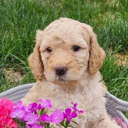 Goldendoodles from Lucy's Golden Doodles