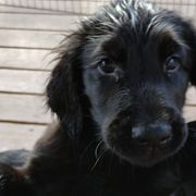 Flat-Coated Retrievers from Harlequin Flat-Coated Retrievers