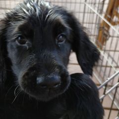 Flat-Coated Retrievers from Harlequin Flat-Coated Retrievers