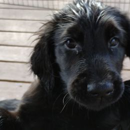 Flat-Coated Retrievers from Harlequin Flat-Coated Retrievers