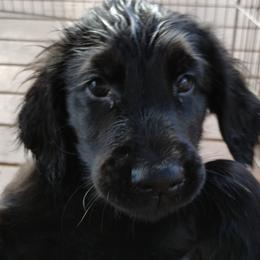Flat-Coated Retrievers from Harlequin Flat-Coated Retrievers