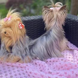 Yorkshire Terrier Puppies from Pretty Little Yorkies