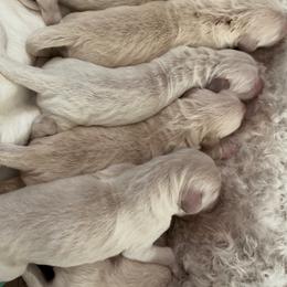 Goldendoodle Puppies from YL Goldendoodles