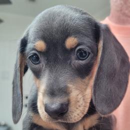 Hannah - Blue and tan female Dachshund puppy in Randolph, Texas from Spindle's Little Treasures