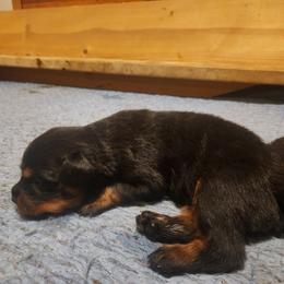 Girl 1 - Black and tan female Rottweiler puppy in San Antonio, Texas from Angel Rottweilers