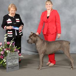 Athena - Cane Corso