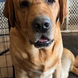 Labrador Retriever puppies from Susan Burkey