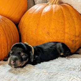 Coors - Dachshund puppy from HayDay Dachshunds