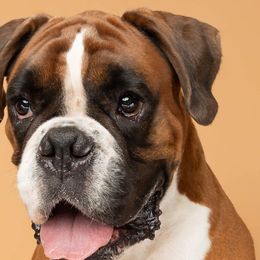 Boxers from Treasure Coast Boxer and French Bulldog Puppies