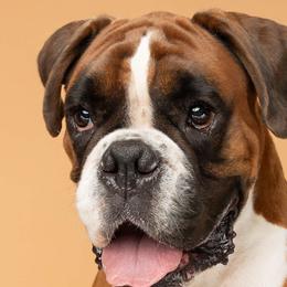Boxers from Treasure Coast Boxer and French Bulldog Puppies