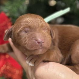 Teal collar male - Red  male Goldendoodle puppy in Yuciapa, California from AlltheDoodlez_