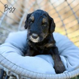 Buzz - Phantom male Bernedoodle puppy in Wamego, Kansas from Doodles of Oz