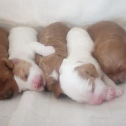 Cockapoos from Janet Campbell