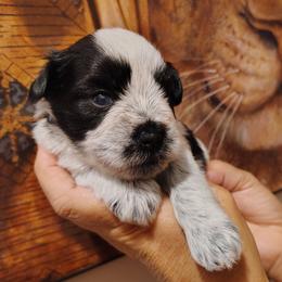 Dash - Parti male Miniature Schnauzer puppy in Florida from Central Florida Schnauzers