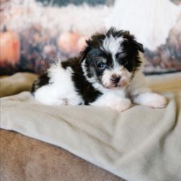 Jack-Be-Little - Brown male Schnoodle puppy in Grove, Oklahoma from Grand Lake Poodles & Doodles