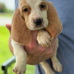 Jessie - Lemon and white female Basset Hound puppy in Oronogo, Missouri from Dutton's Show Me Farms