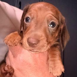 Boy 4 - choc based Red - Red male Dachshund puppy in Pierson, Florida from Michelle’s Mini Dachshunds