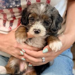 Tom - Blue merle male Bernedoodle puppy in Dundee, Ohio from Down Home Doodle