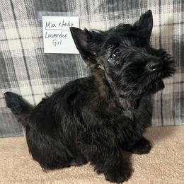 Lavender - Brindle female Scottish Terrier puppy in Morganton, North Carolina from Maylark Scottish Terriers