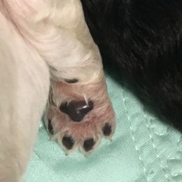 Poodle Puppies from LaFleur Poodles