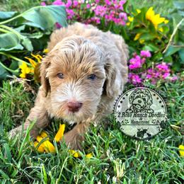 Apricot girl- Millie - Yellow and white female Bernedoodle puppy in Graham, Texas from 2 Rose Ranch Doodles