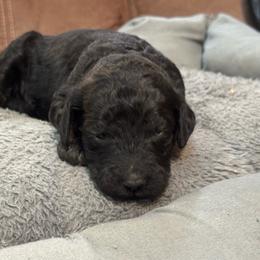 Salem - Black female Poodle puppy in Flora, Illinois from Hanging Rock Poodles